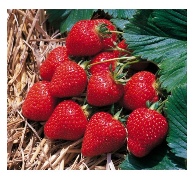 Рассада клубники фриго Пегас, класc А (среднепоздний)