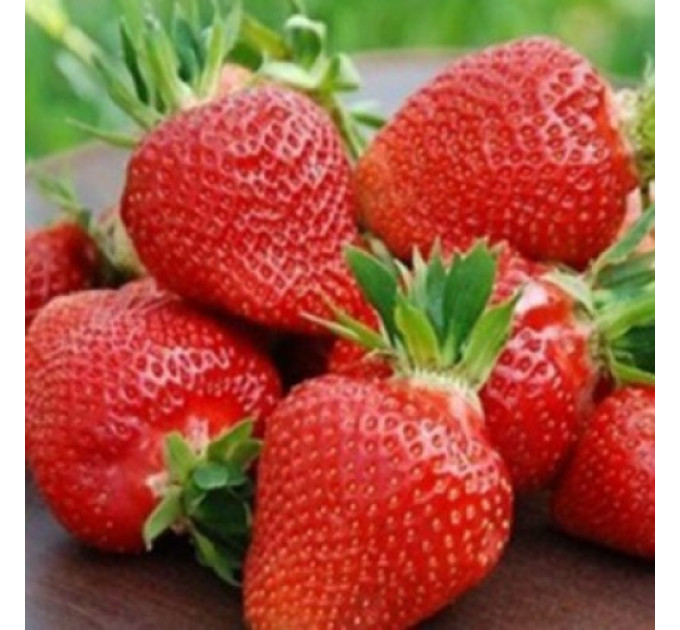 Рассада клубники фриго Флер, класc А (ранняя)