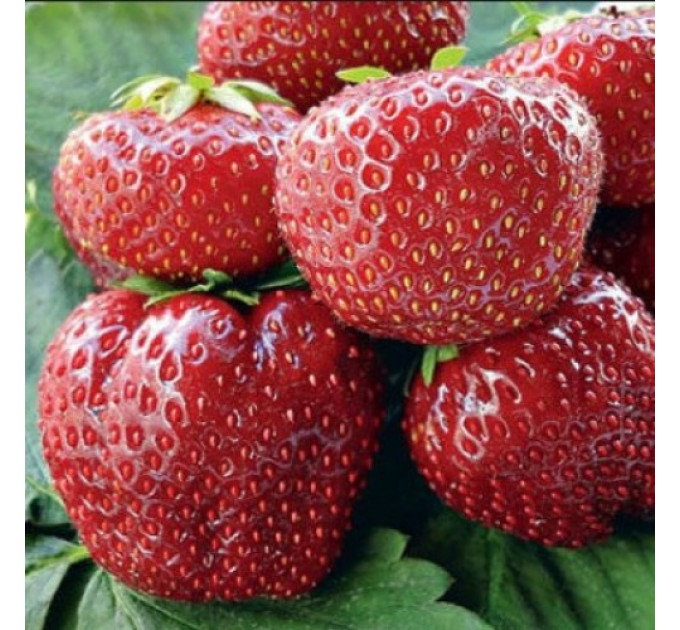 Рассада клубники сорт Флоретта, класс А