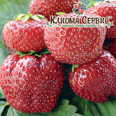 Рассада клубники сорт Флоретта, класс А