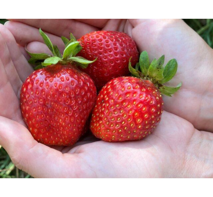 Рассада клубники "Флорида Бьюти", класс А (ремонтантная)