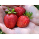 Рассада клубники "Флорида Бьюти", класс А (ремонтантная)