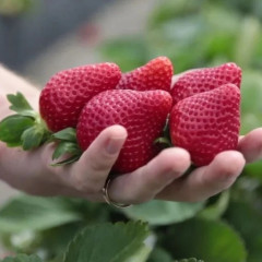 Рассада клубники "Флорида Бьюти", класс А (ремонтантная)