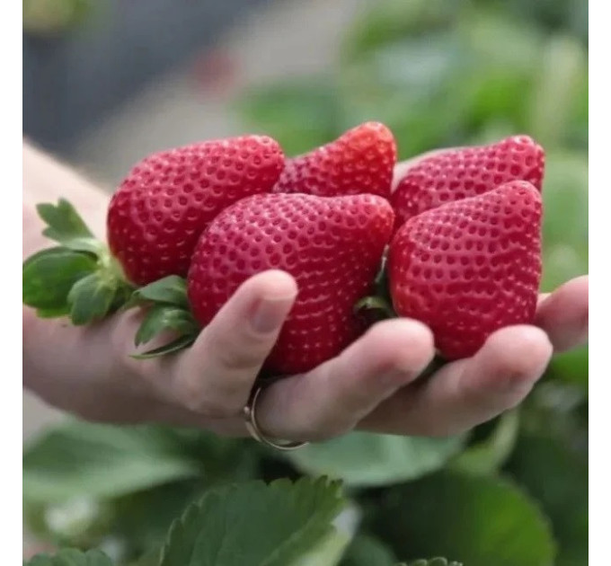 Рассада клубники "Флорида Бьюти", класс А (ремонтантная)