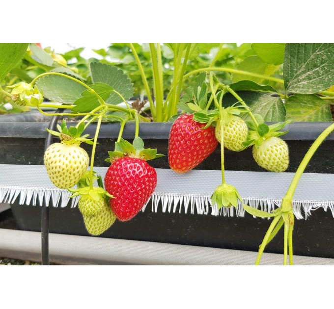 Рассада клубники "Флорида Бьюти", класс А (ремонтантная)