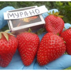 Полуниця сорт Мурано, конт. P9