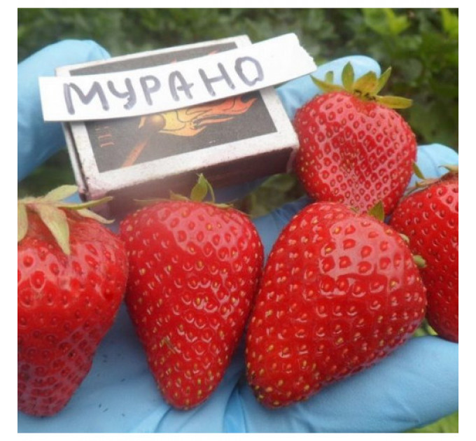 Клубника сорт Мурано, конт. P9
