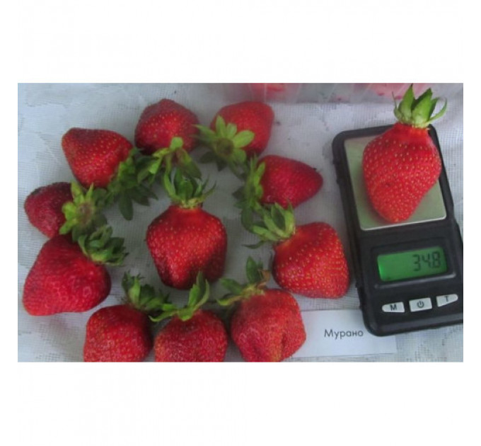 Клубника сорт Мурано, конт. P9