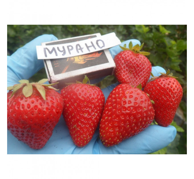 Клубника сорт Мурано, конт. P9