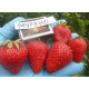 Клубника сорт Мурано, конт. P9
