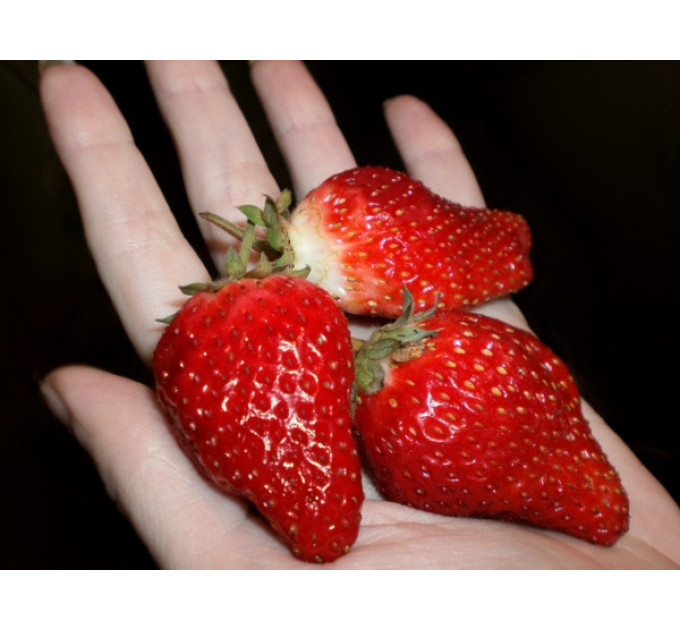 Рассада клубники сорт Альбион, фриго класс A (ремонтантная)