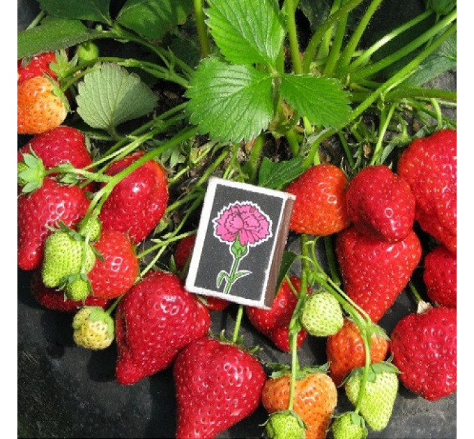 Рассада клубники сорт Альбион, фриго класс A (ремонтантная)