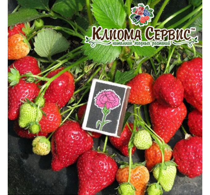 Клубника сорт Альбион, конт. P9