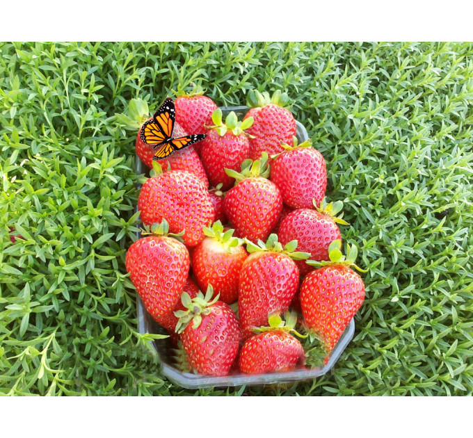 Клубника сорт Альбион, конт. P9