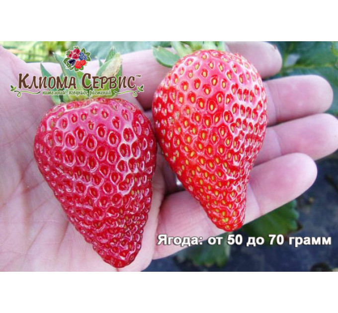 Клубника сорт Альбион, конт. P9