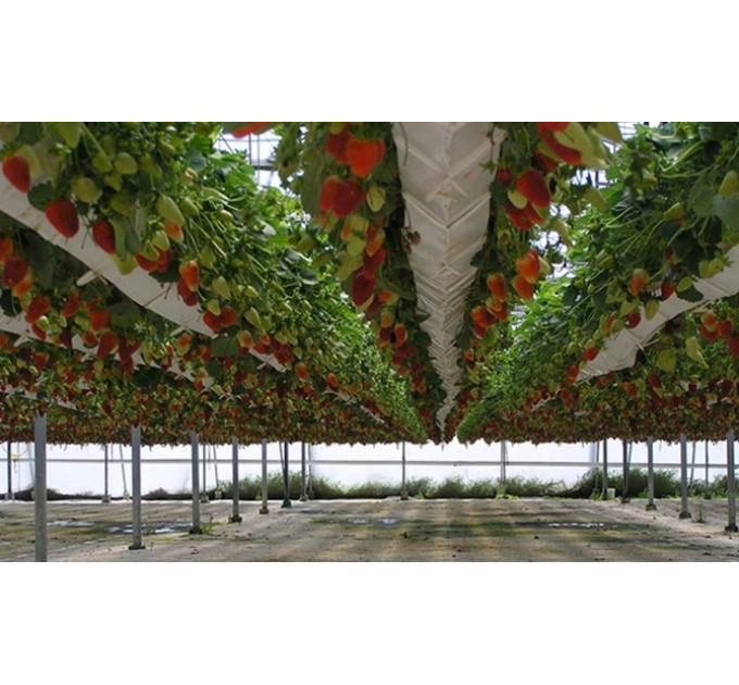 Клубника сорт Альбион, конт. P9