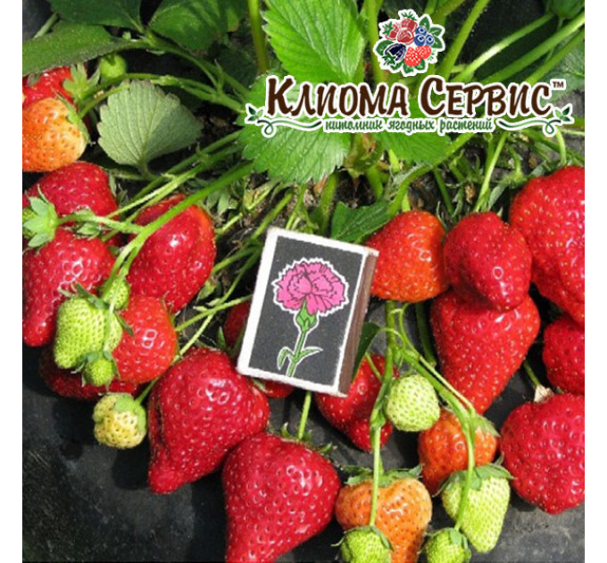 Рассада клубники сорт Альбион, фриго класс A (ремонтантная)