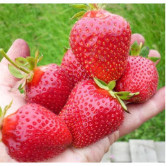 Саженцы клубники сорт Гармония, класс А