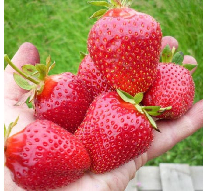 Саженцы клубники сорт Гармония, класс А