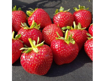 Клубника сорт Кабрилло, конт. P9 Клубника сорт Кабрилло, конт. P9