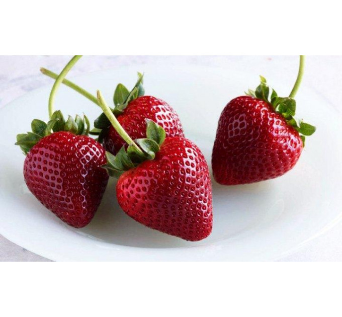 Саженцы клубники сорт Кабрилло, конт. P9