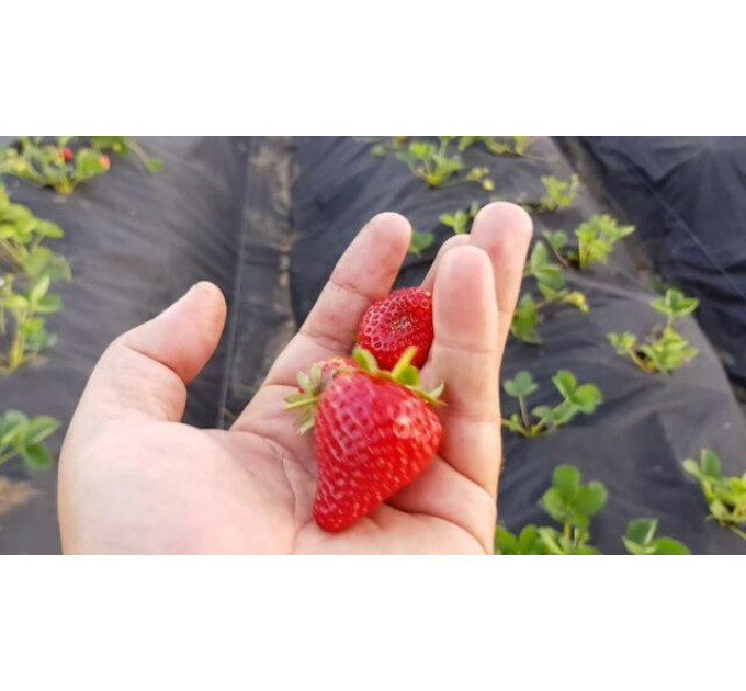 Саженцы клубники сорт Кабрилло, конт. P9