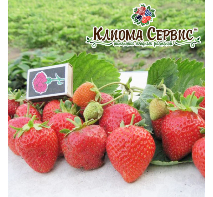 Рассада фриго клубники "Сан Андреас", класc А (ремонтантная)