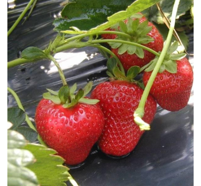 Рассада клубники сорт Аромас, фриго класс А (ремонтантная)