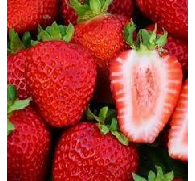 Рассада фриго клубники "Сан Андреас", класc B (ремонтантная)