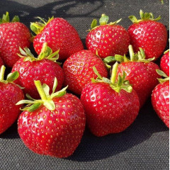 Полуниця "Кабрилло" в касетах, 45 комірки