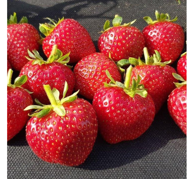 Полуниця "Кабрилло" в касетах, 45 комірки