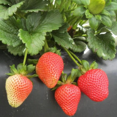 Рассада клубники сорт Монтерей, фриго класс А