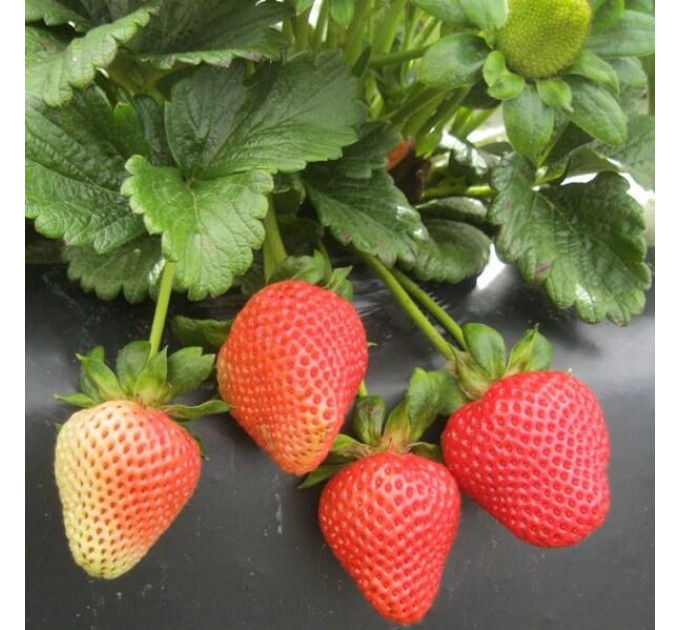 Рассада клубники сорт Монтерей, фриго класс А