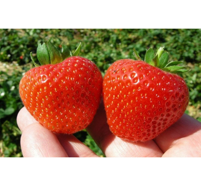 Рассада клубники сорт Монтерей, фриго класс А