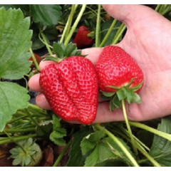 Рассада клубники сорт Sweet Ann, класс А