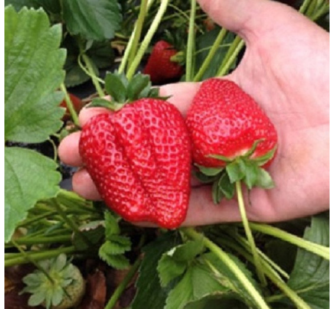 Рассада клубники сорт Sweet Ann, класс А