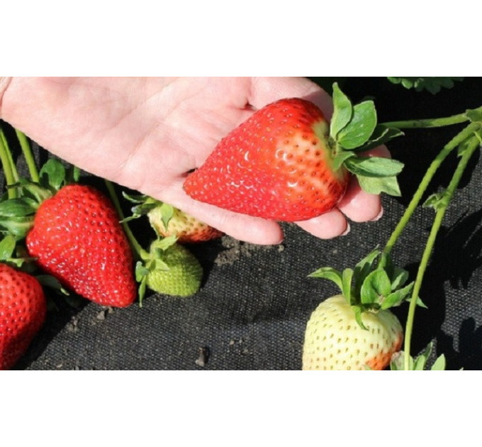 Рассада клубники сорт Sweet Ann, класс А