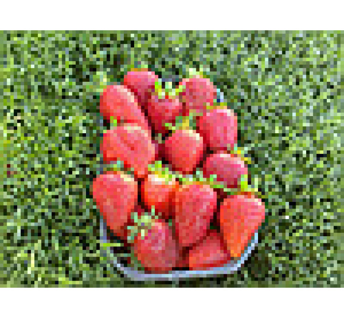 Полуниця «Альбіон», клас В (ремонтантна)