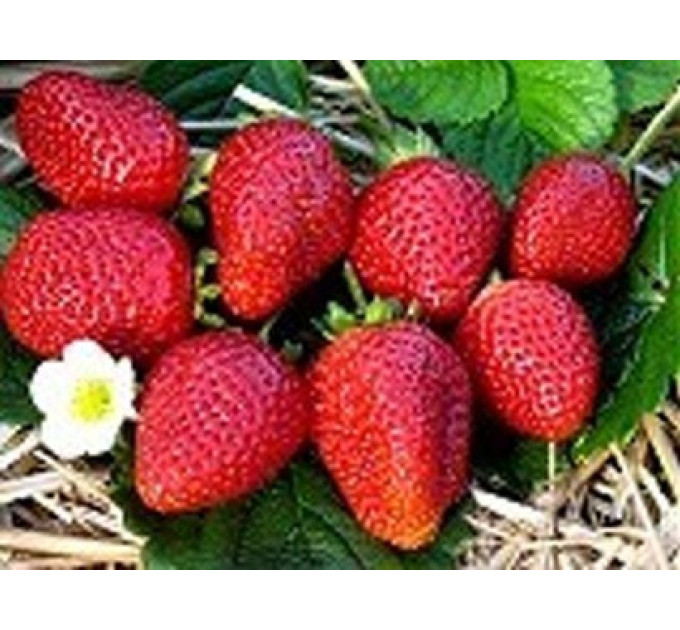 Полуниця «Альбіон», клас В (ремонтантна)