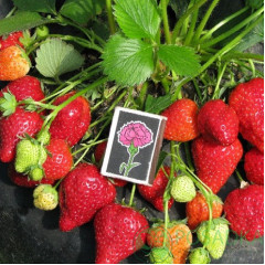 Клубника «Альбион», клас В (ремонтантная)