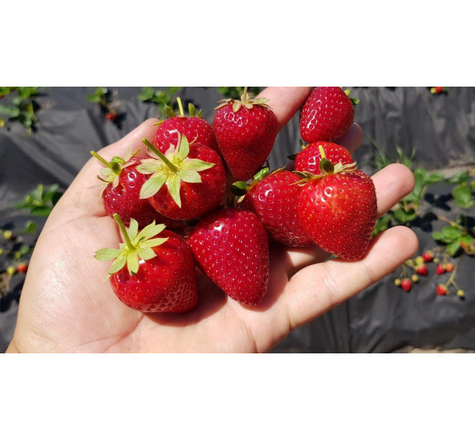 Саженцы клубники сорт Кабрилло, класс А