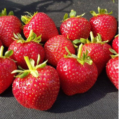 Саженцы клубники сорт Кабрилло, класс А