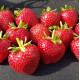 Саженцы клубники сорт Кабрилло, класс А