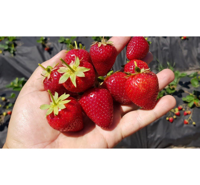 Клубника "Кабрилло" в кассетах, 60 ячеек