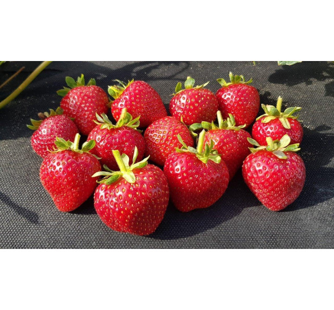 Клубника "Кабрилло" в кассетах, 60 ячеек