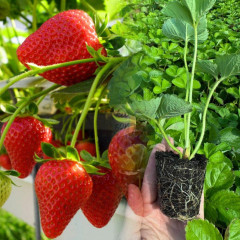 Полуниця "Кабрилло" в касетах, 60 комірок