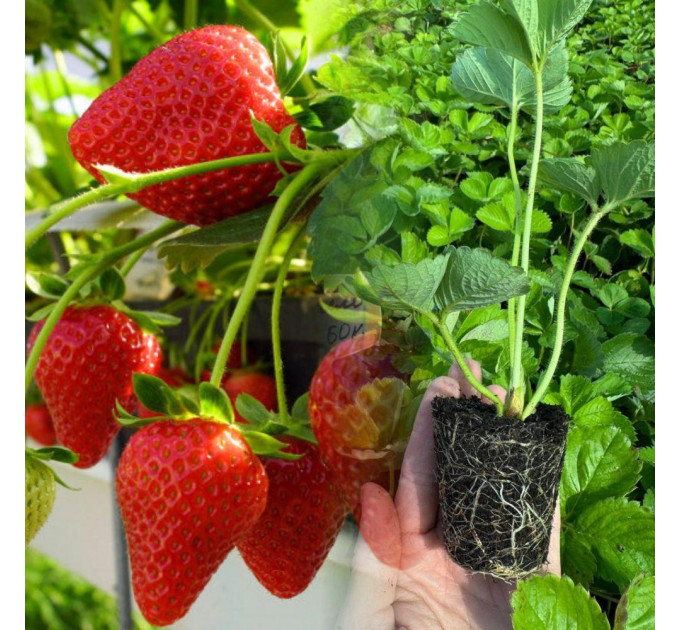 Клубника "Кабрилло" в кассетах, 60 ячеек