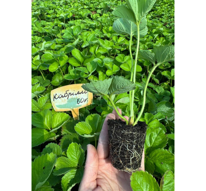 Клубника "Кабрилло" в кассетах, 60 ячеек