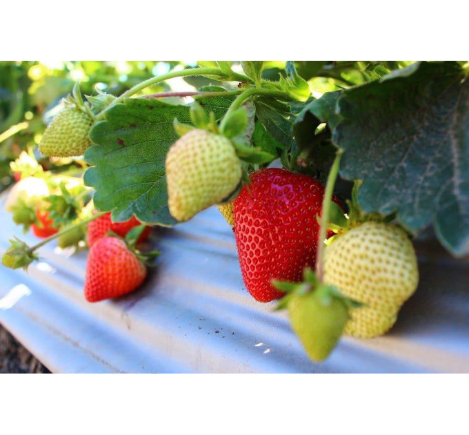 Клубника "Кабрилло" в кассетах, 60 ячеек