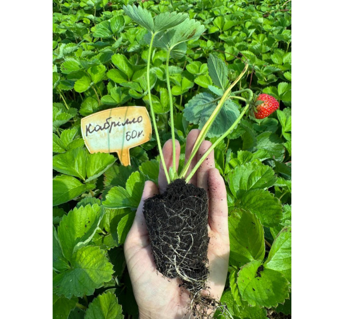 Клубника "Кабрилло" в кассетах, 60 ячеек